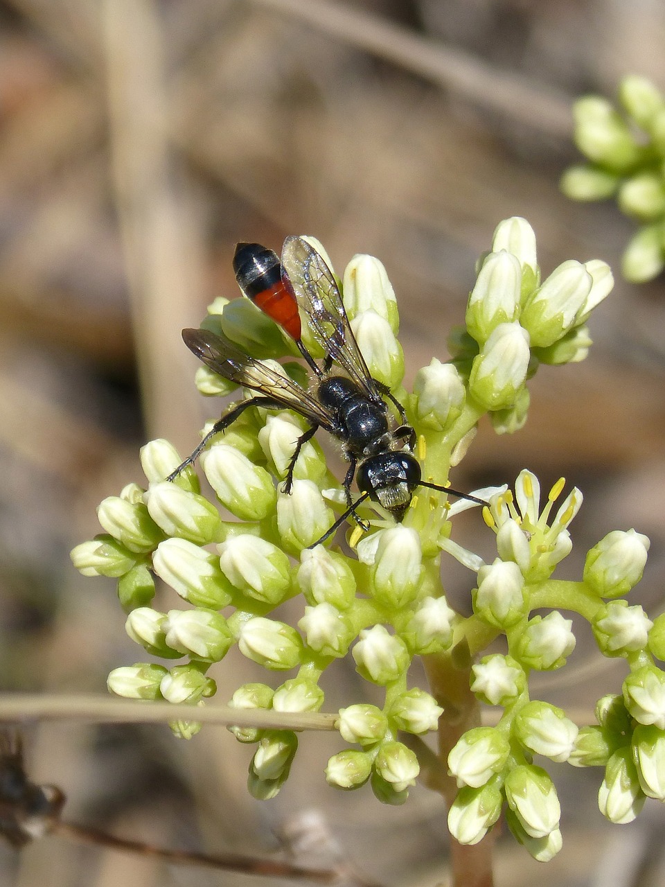 sapper wasp wasp sting free photo