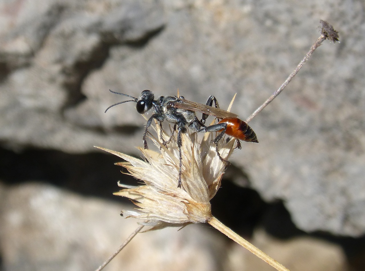 sapper wasp wasp sting free photo
