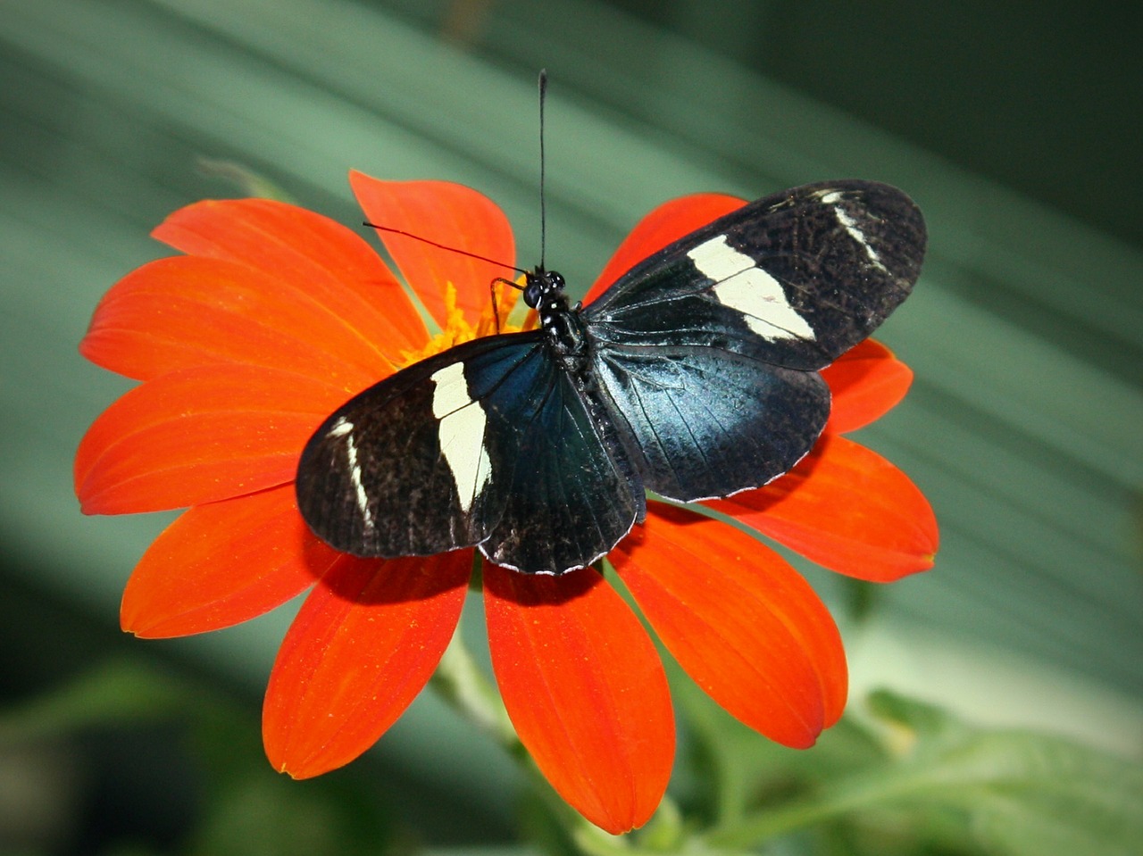 sara longwing butterfly insect free photo