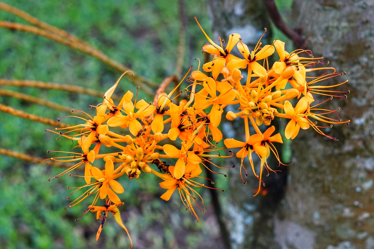 saraca dives  small  orange free photo