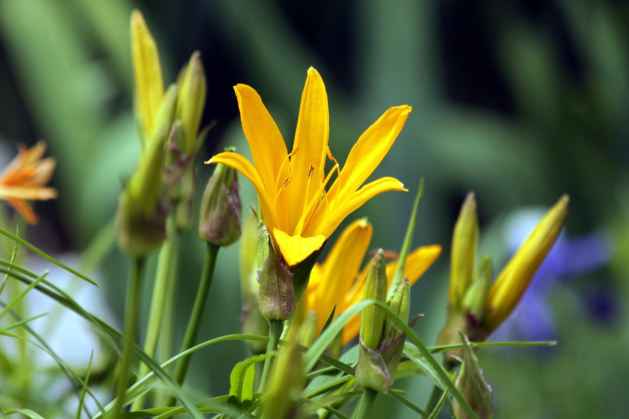 saranka  lily  flowers free photo