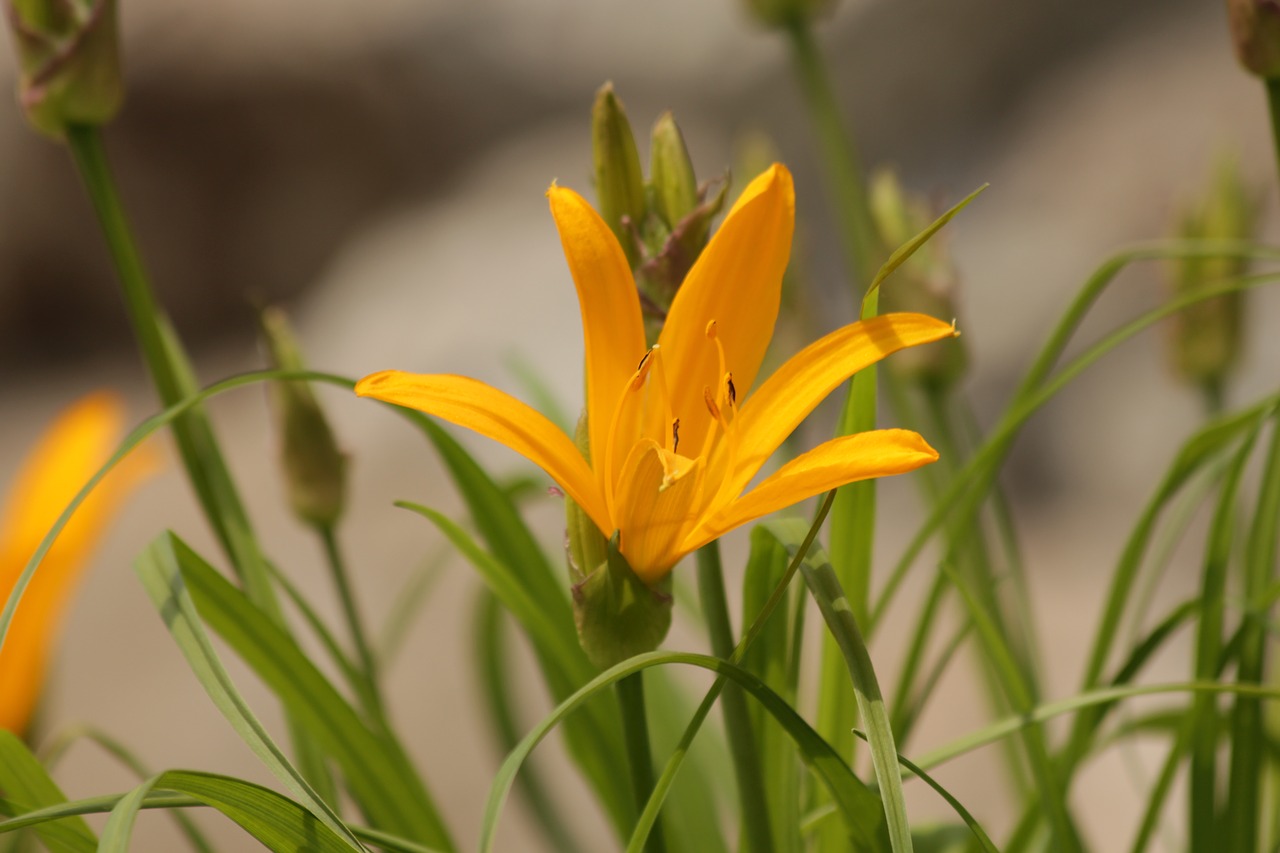 saranka  lily  flower free photo