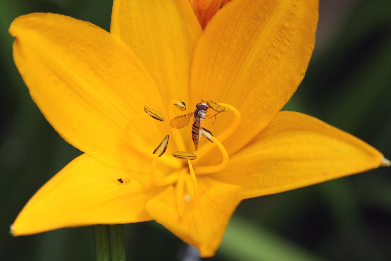 saranka  gorzalka  fly free photo