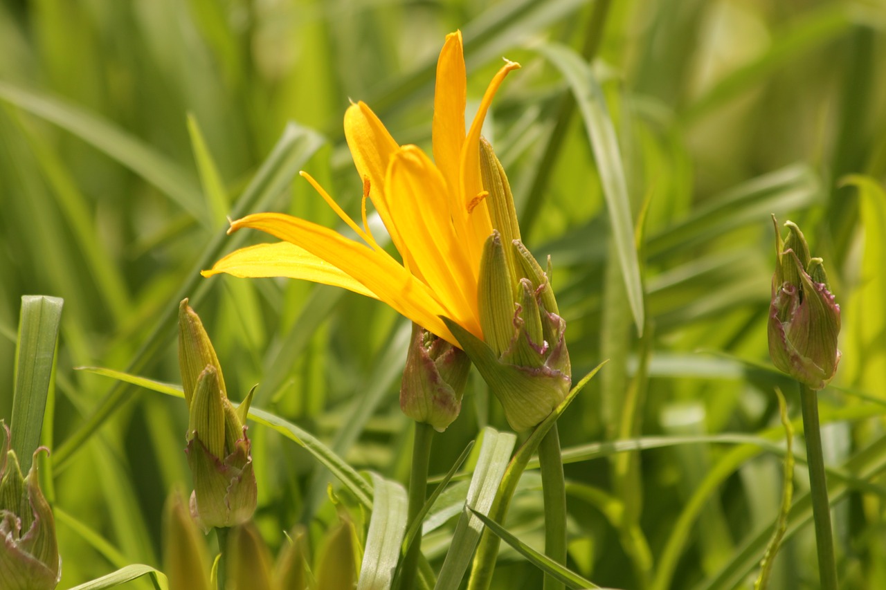 saranka  lily  flower free photo