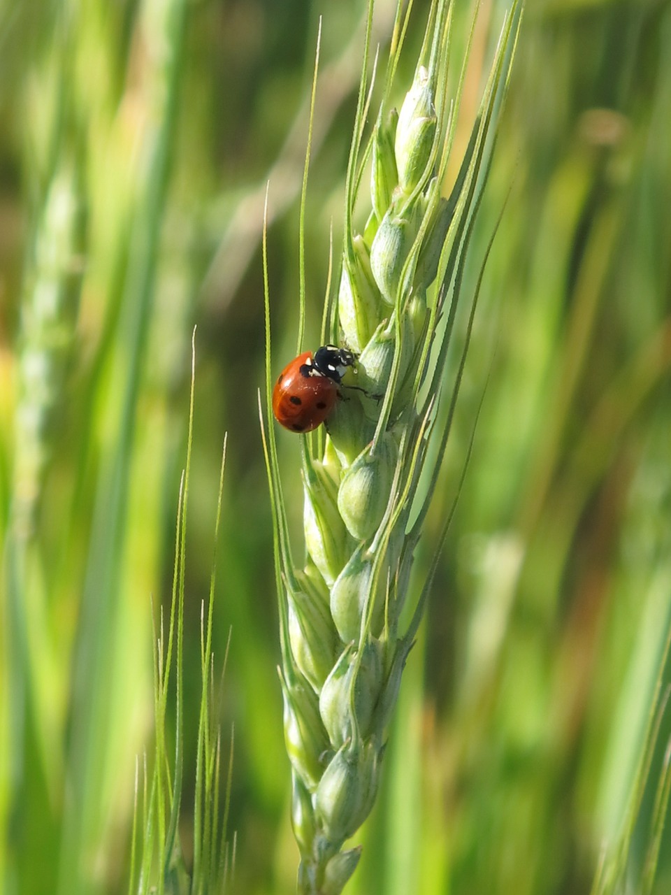 sarantontón ladybug animals free photo