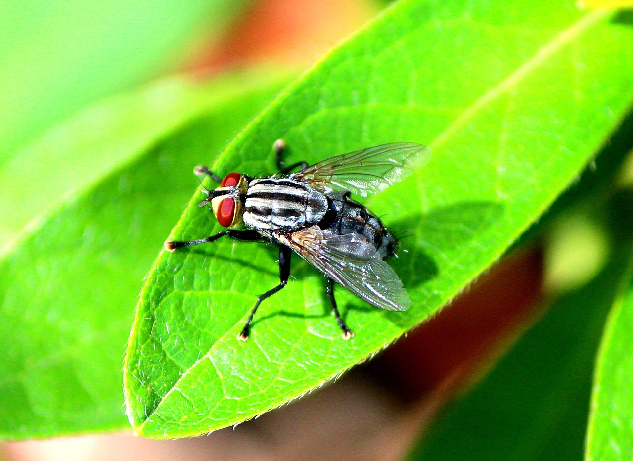 sarcophagidae  flesh fly  insect free photo