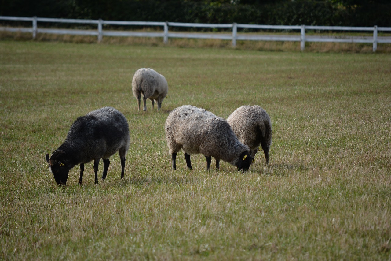 särdalskvarn  sheep on the meadow  grazing sheep free photo