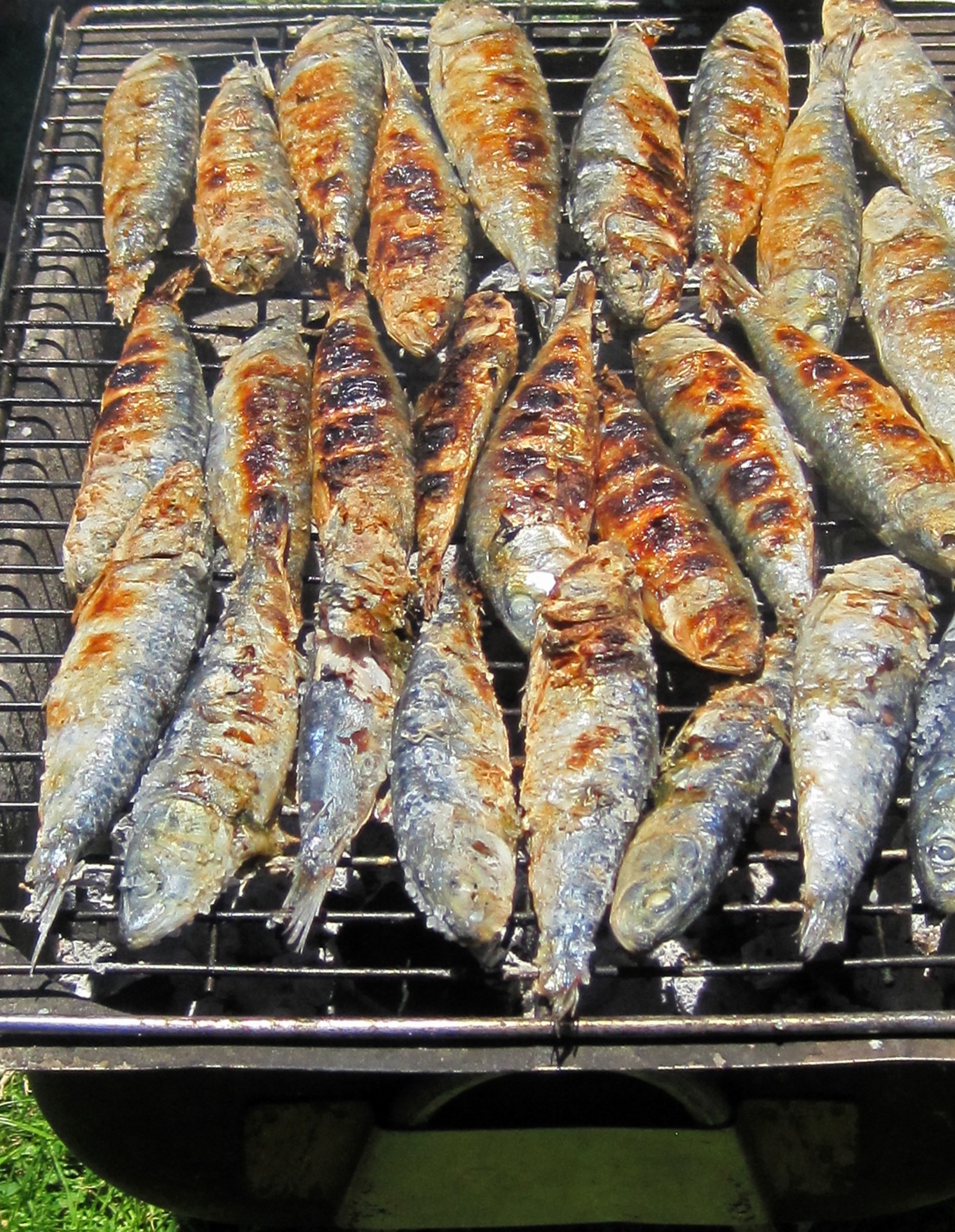 fish sardine salted free photo