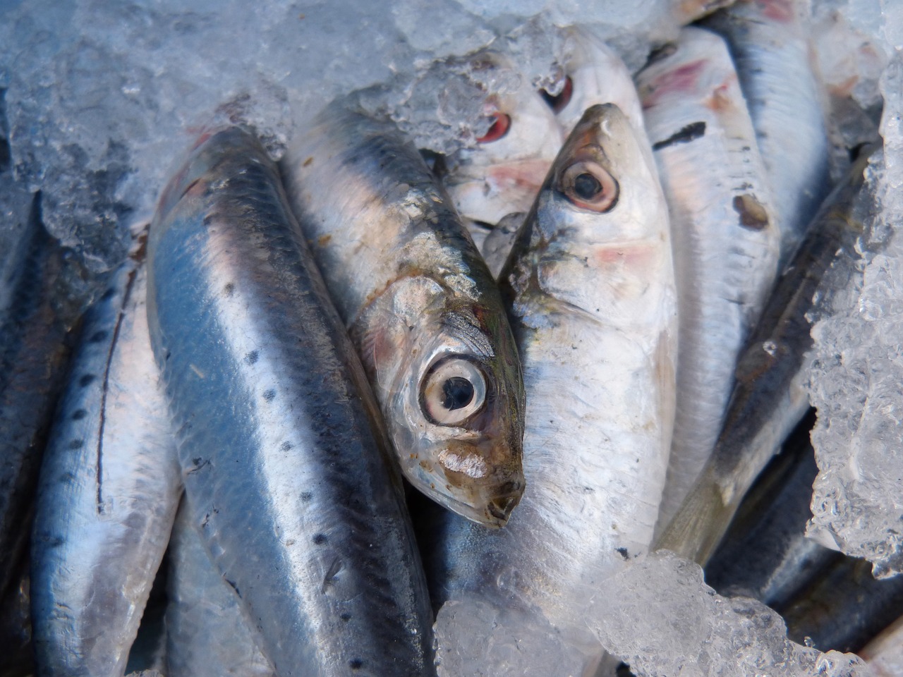 sardines fresh fish fresh sardines free photo