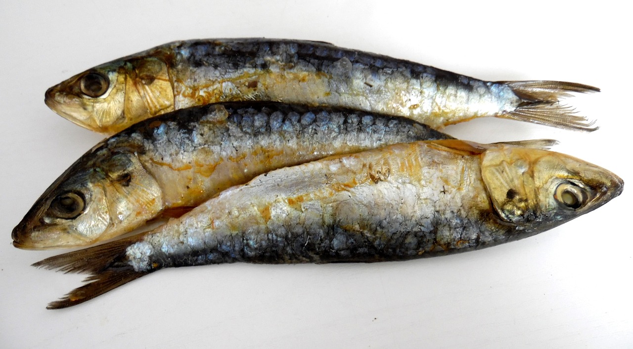 sardines smoked food free photo