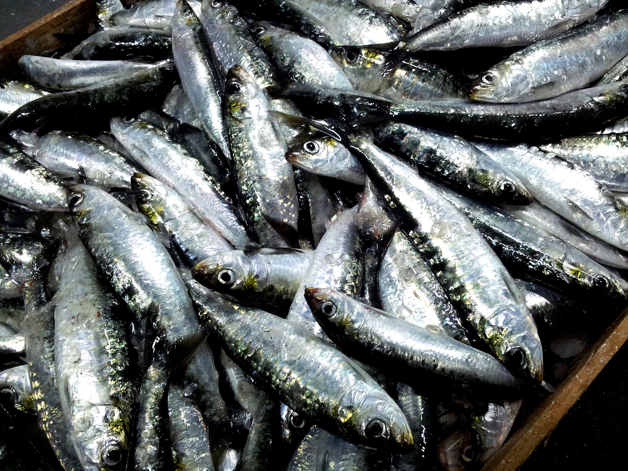 sardines malpica de bergantiños coruña free photo