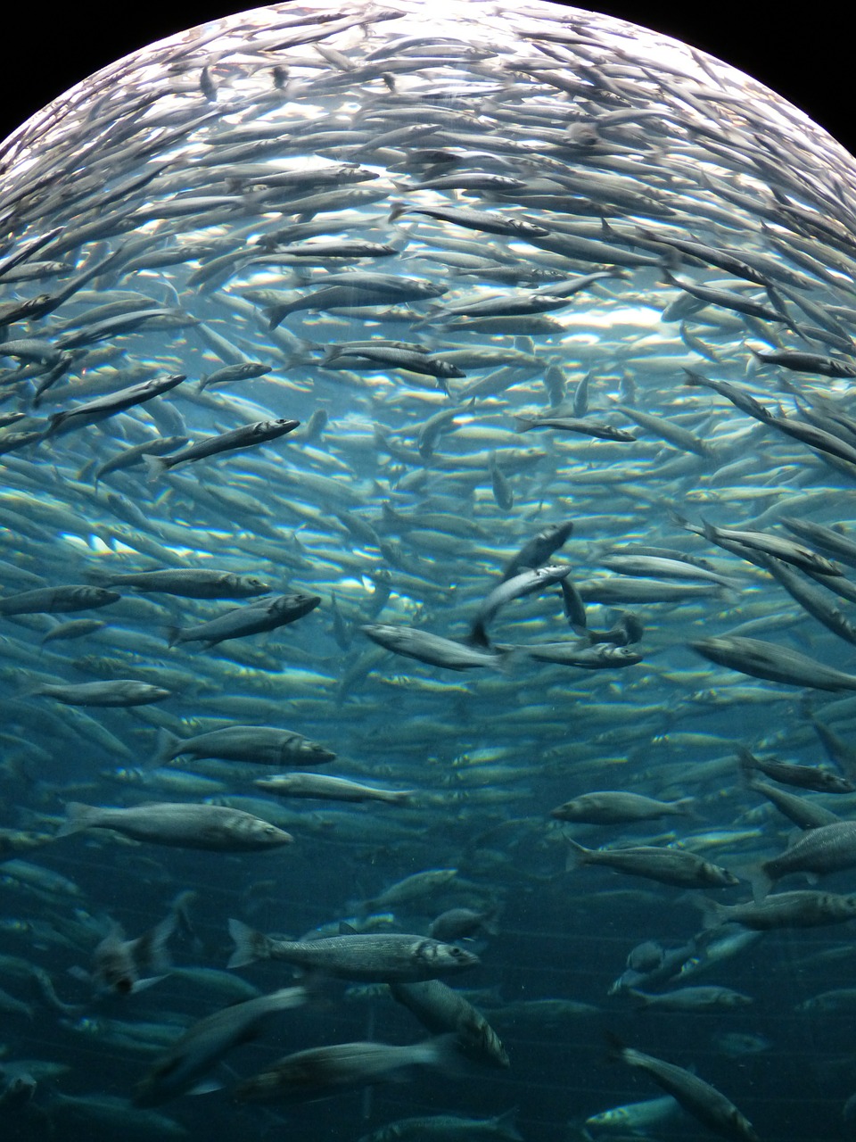 sardines fish swarm free photo