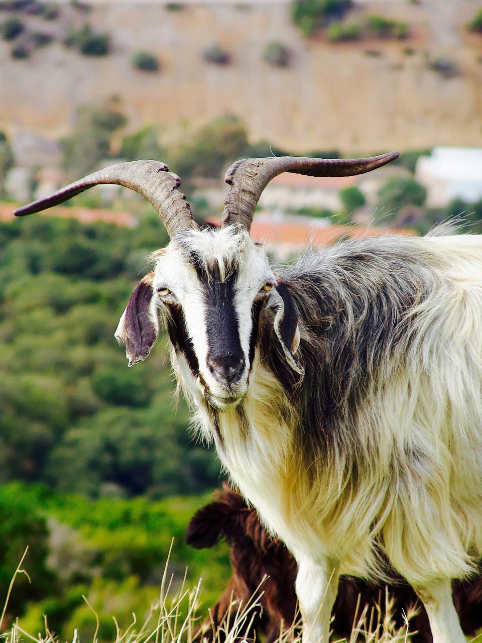 sardinia mountains italy free photo