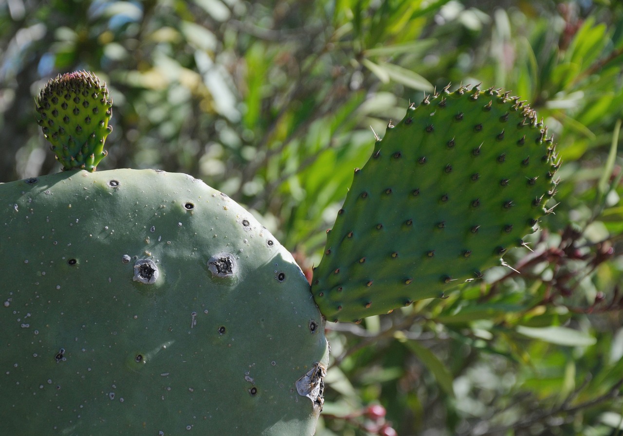 sardinia cactus plant free photo