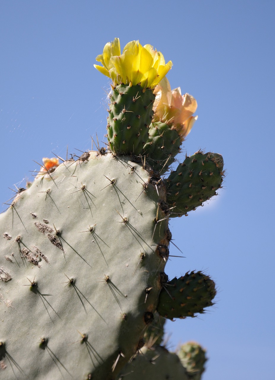 sardinia cactus plant free photo