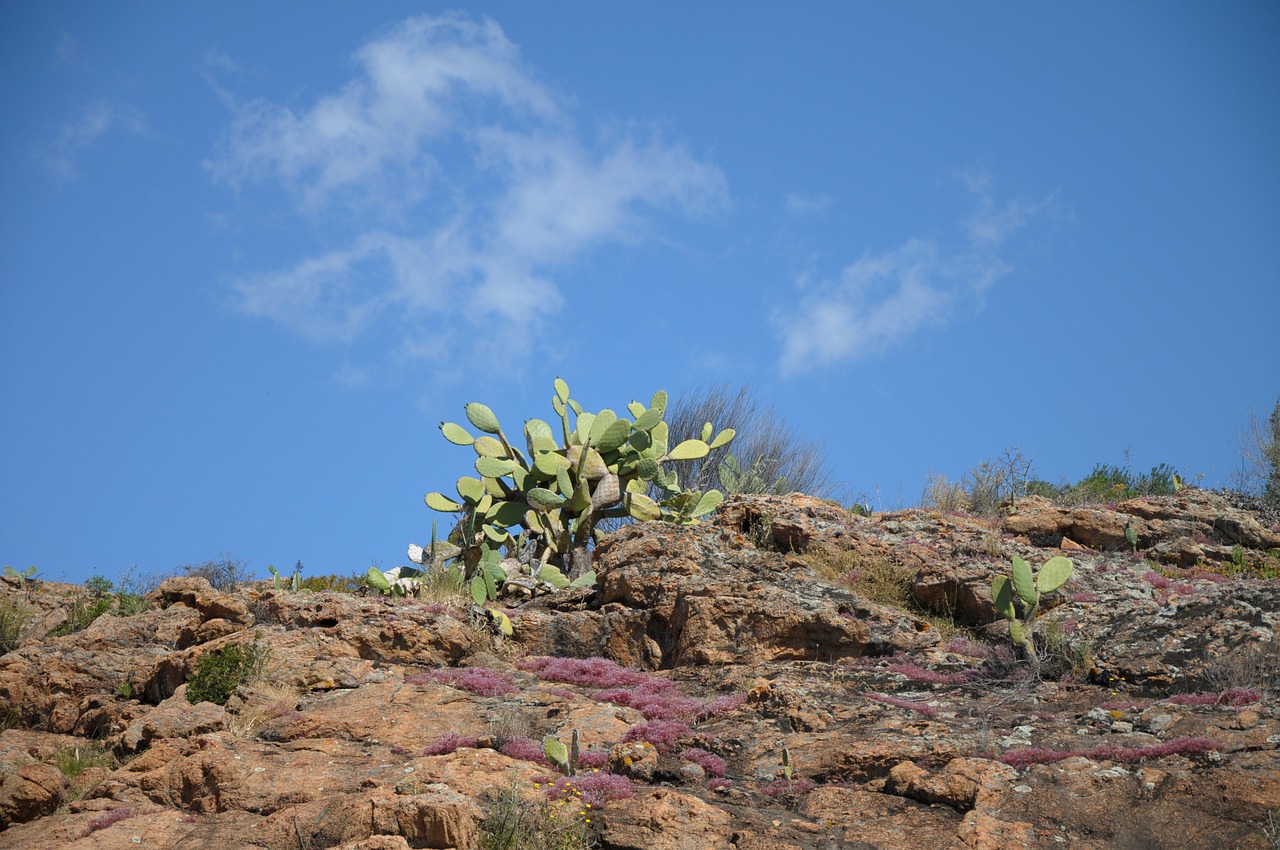 sardinia cactus plant free photo