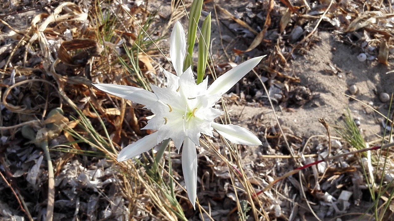 sardinia maquis flowers free photo