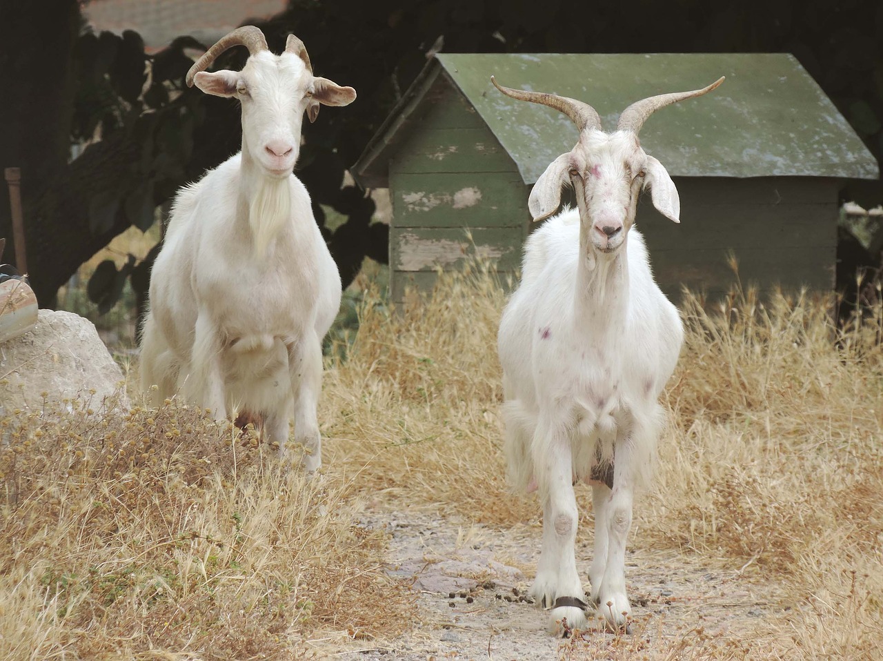 sardinia goats nature free photo