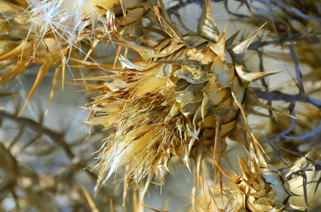 sardinia plant prickly free photo