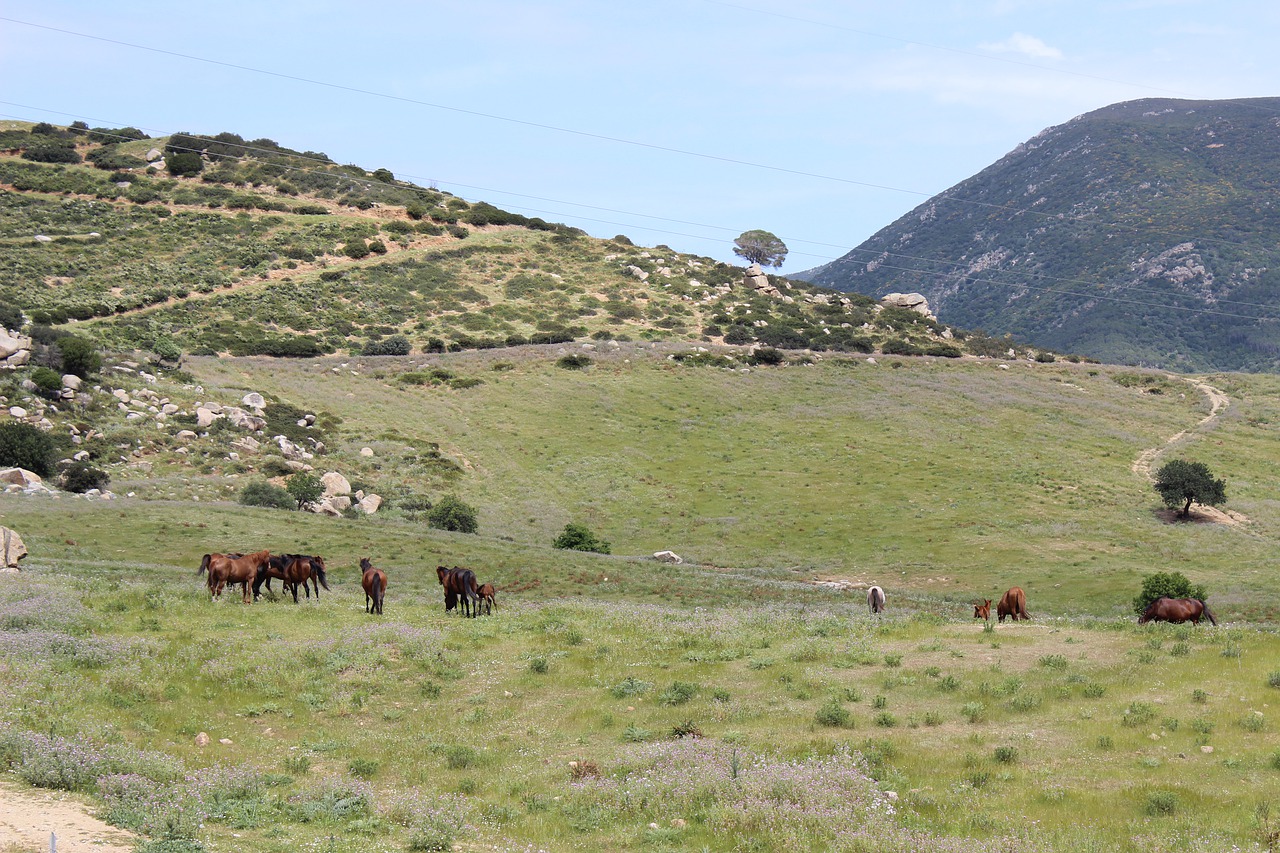 sardinia  nature  nice free photo