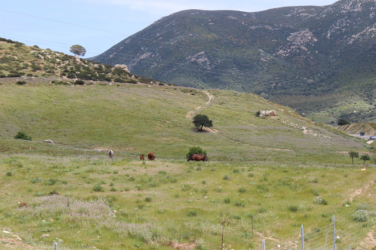 sardinia  nature  landscape free photo