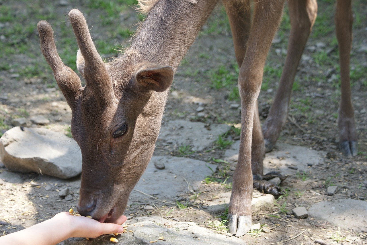 sarna buck feeding free photo