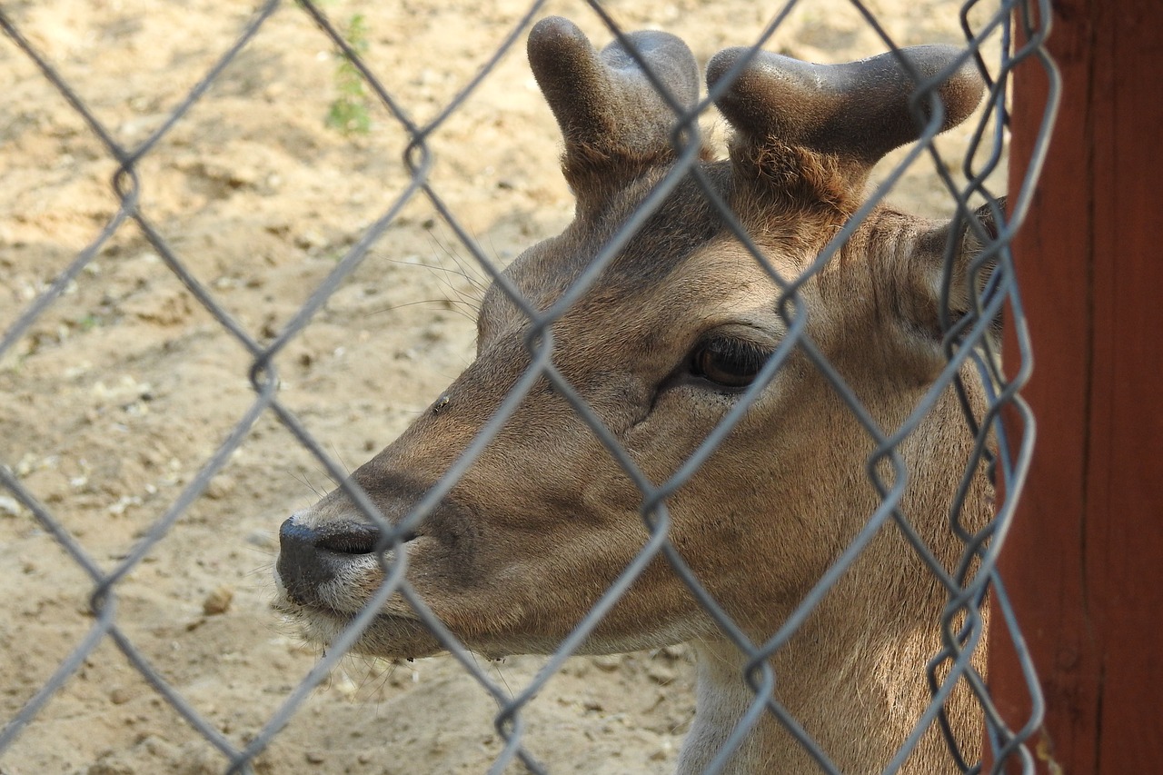 sarna  zoo  the deer free photo