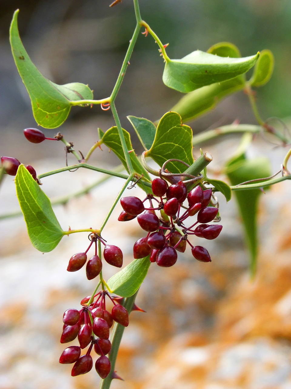 sarsaparilla plant wildlife berries free photo
