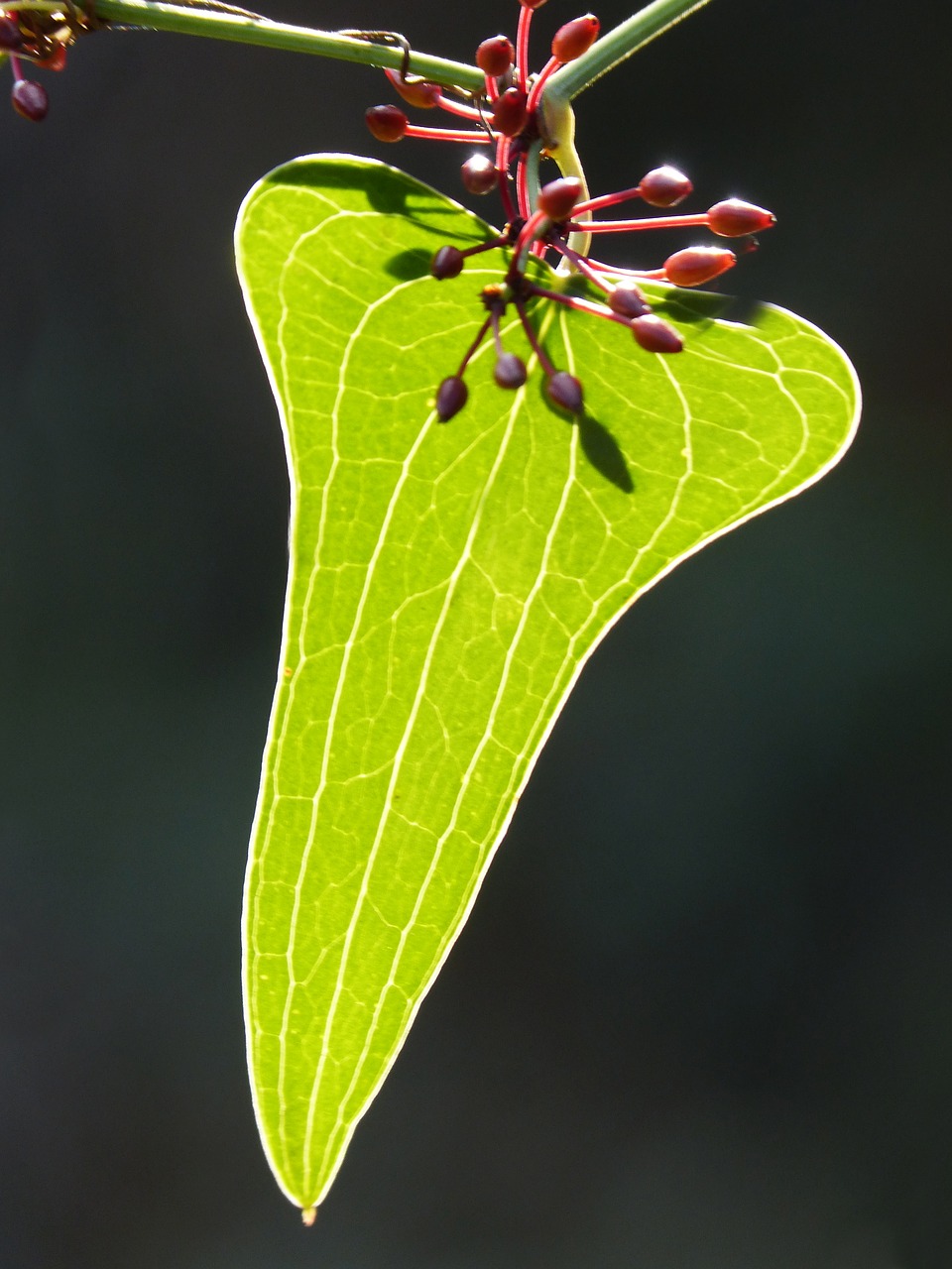 sarsaparilla berry leaf free photo