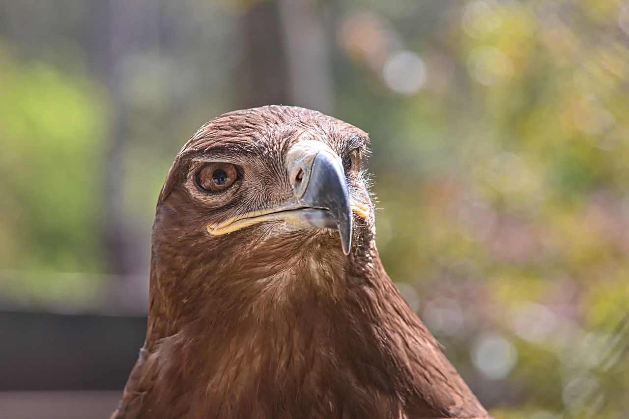 sas  bird  portrait free photo