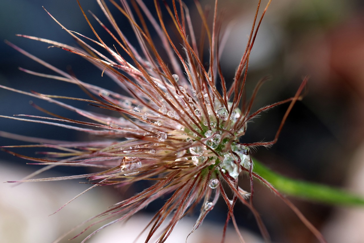 sasanka inflorescence spring free photo