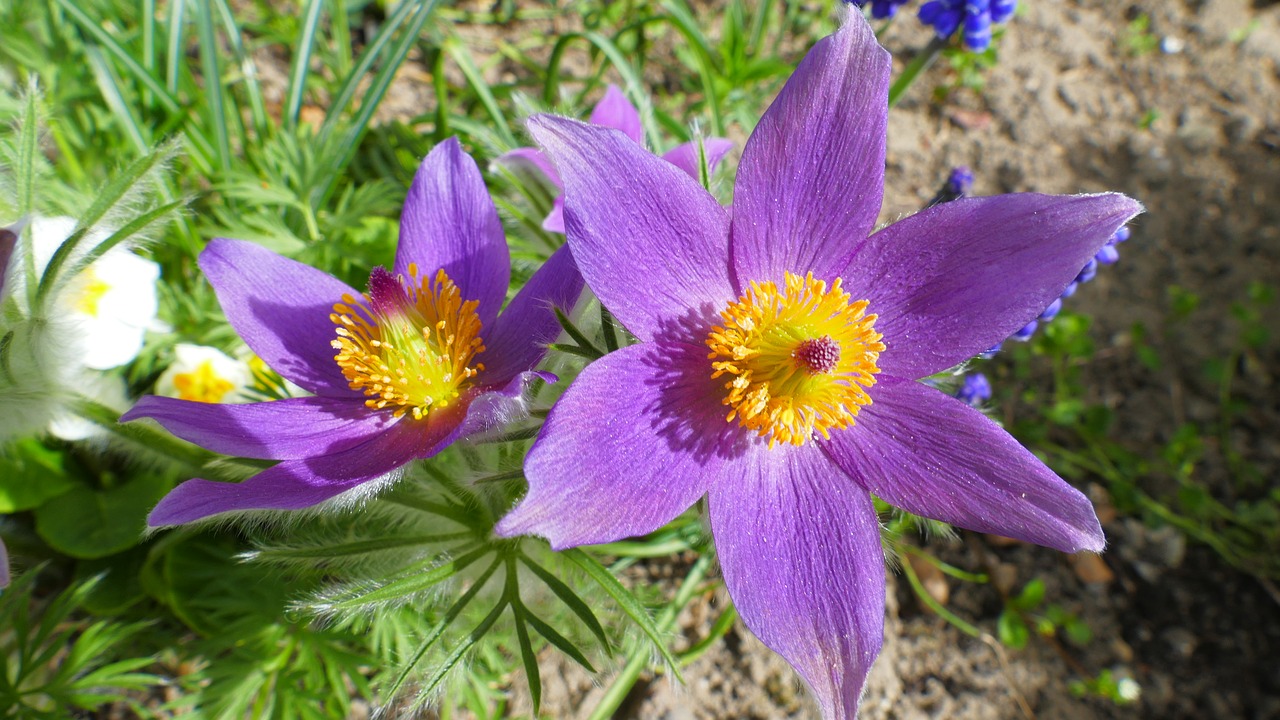 sasanka  flower  spring free photo