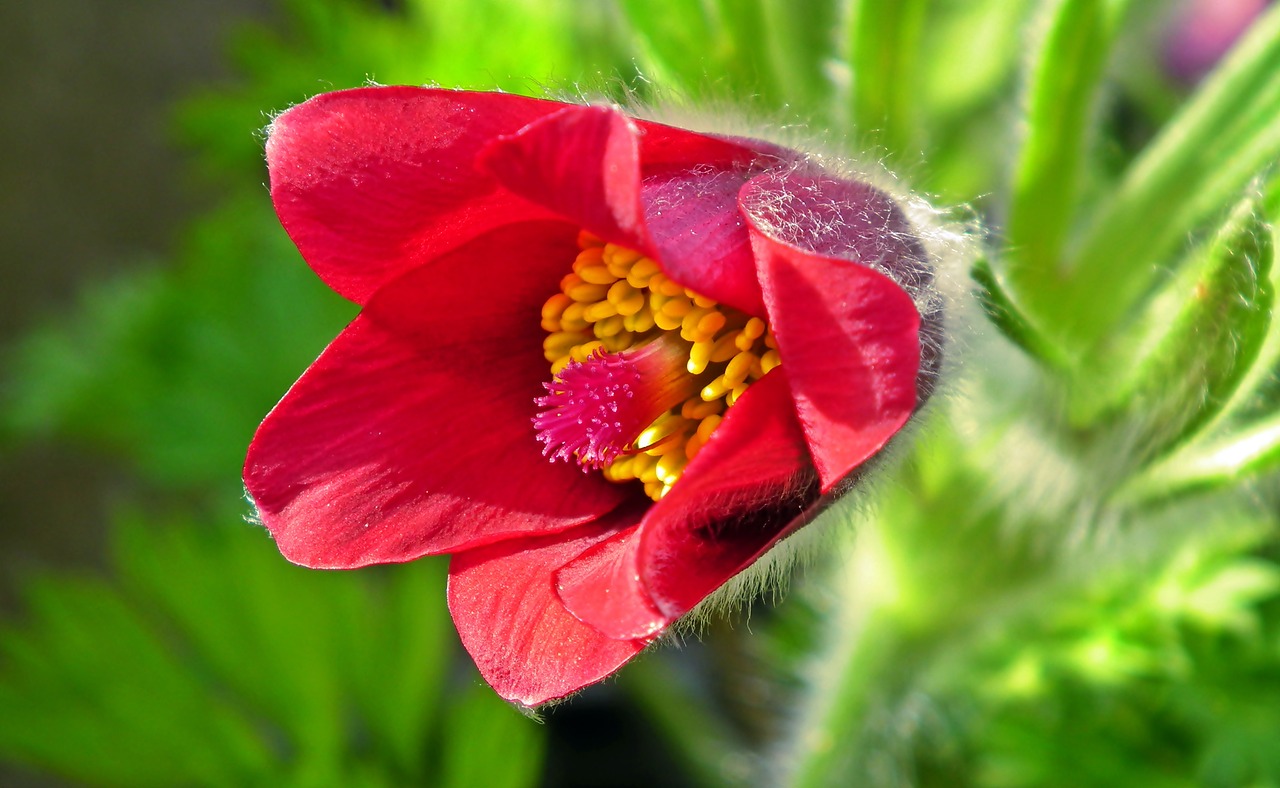 sasanka  flower  red free photo