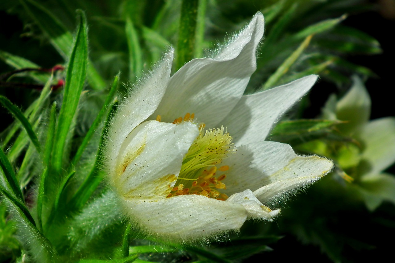 sasanka  white  flower free photo