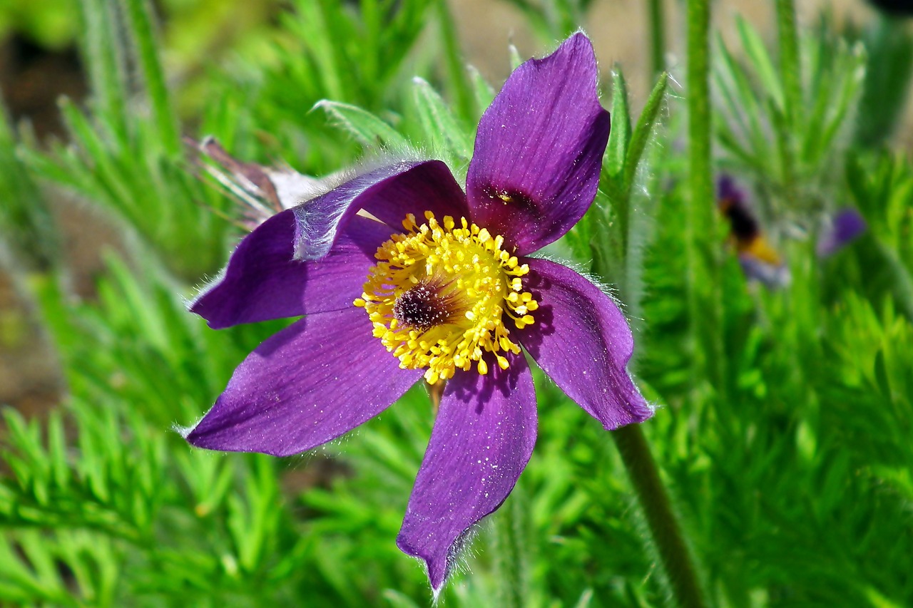 sasanka  blossoming  flower free photo