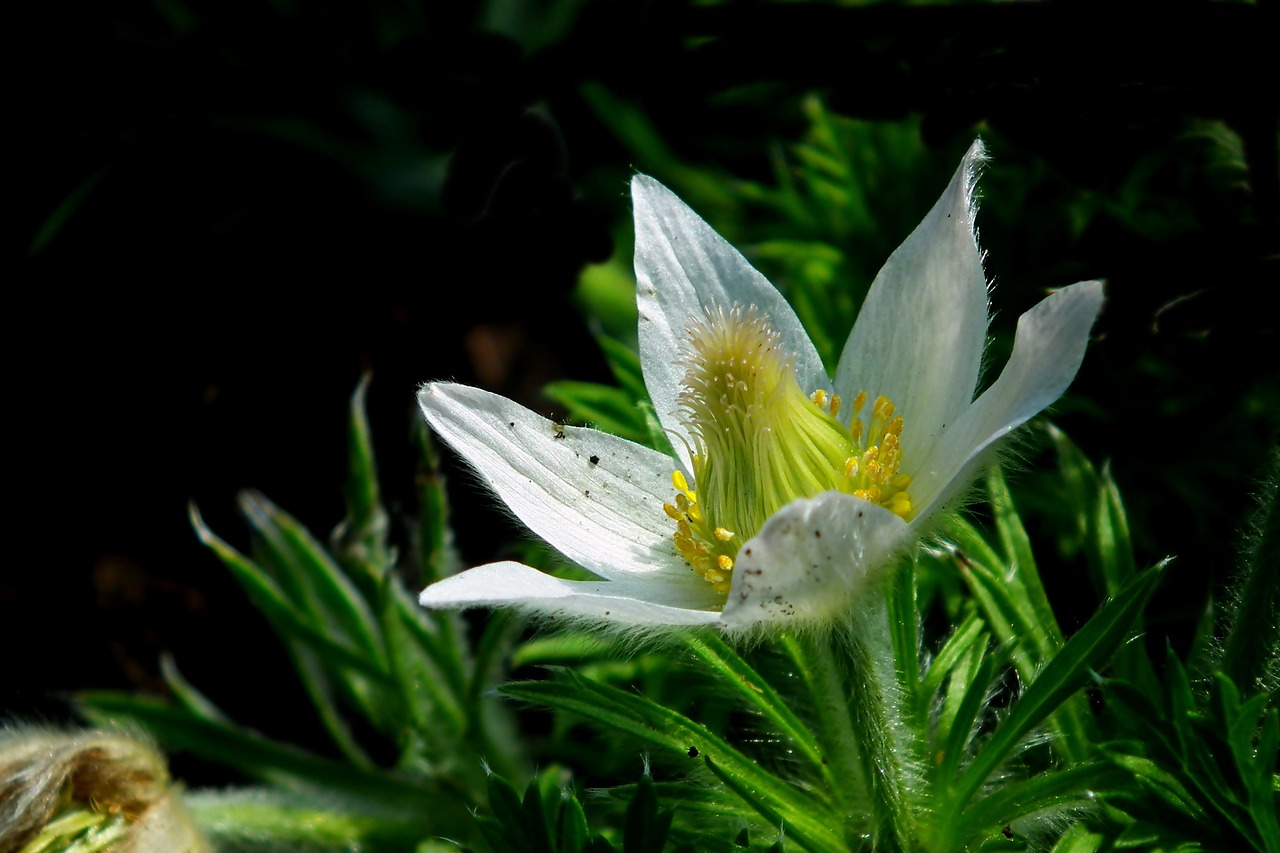 sasanka  flower  white free photo