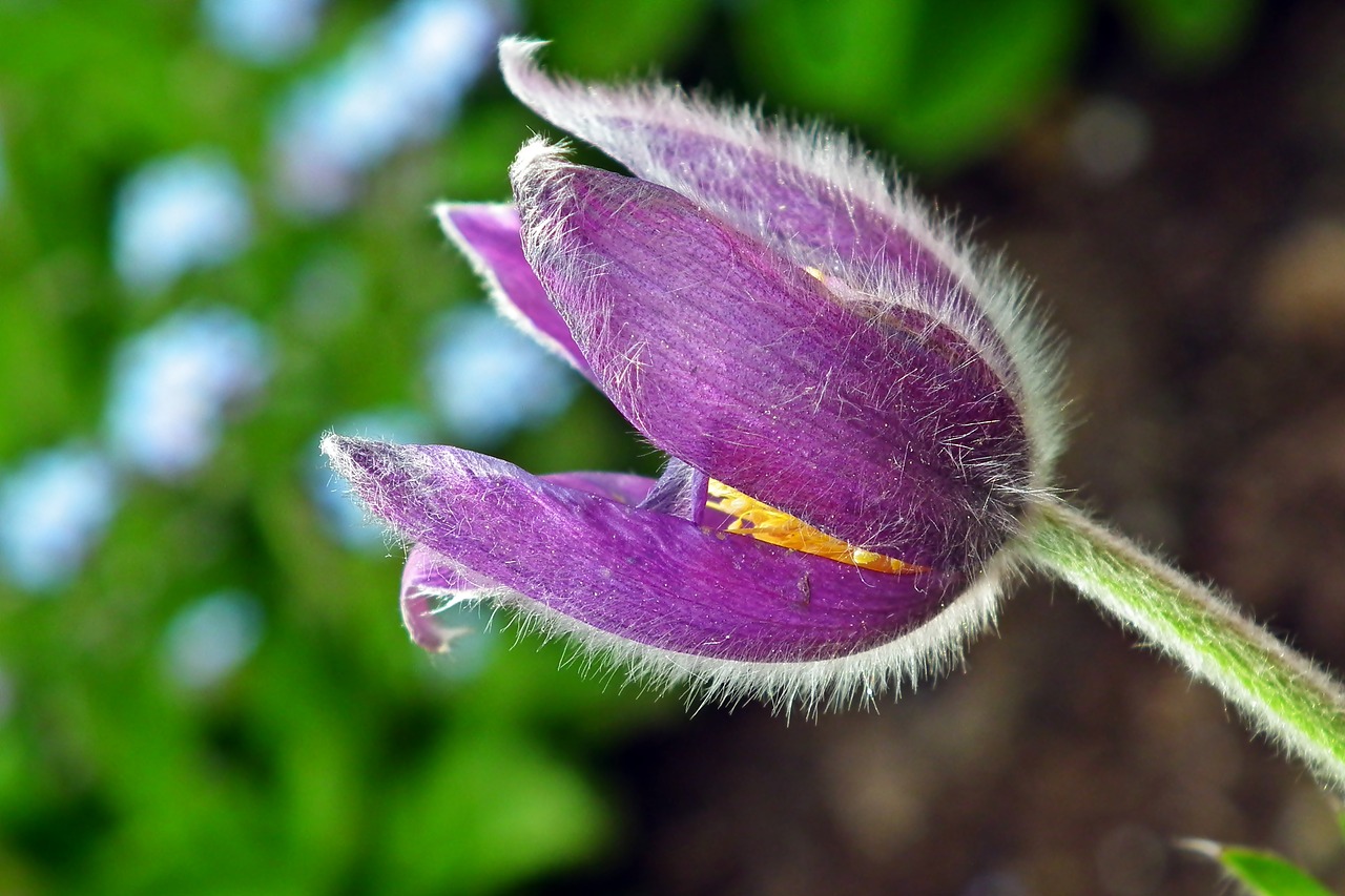 sasanka  flower  garden free photo