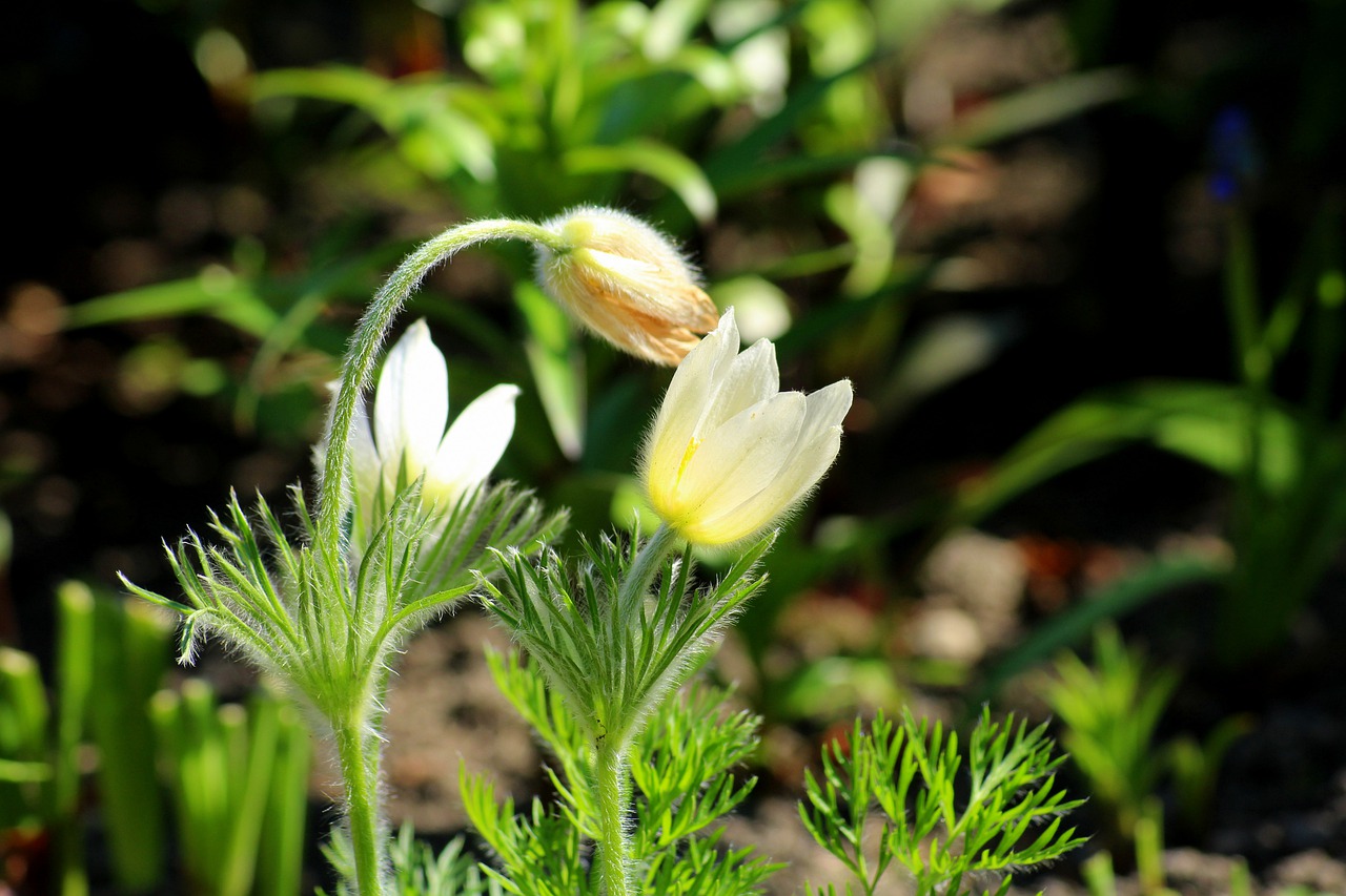 sasanka  sasanki  spring flowers free photo