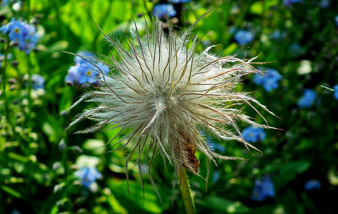 sasanka  flower  przekwitnięty free photo