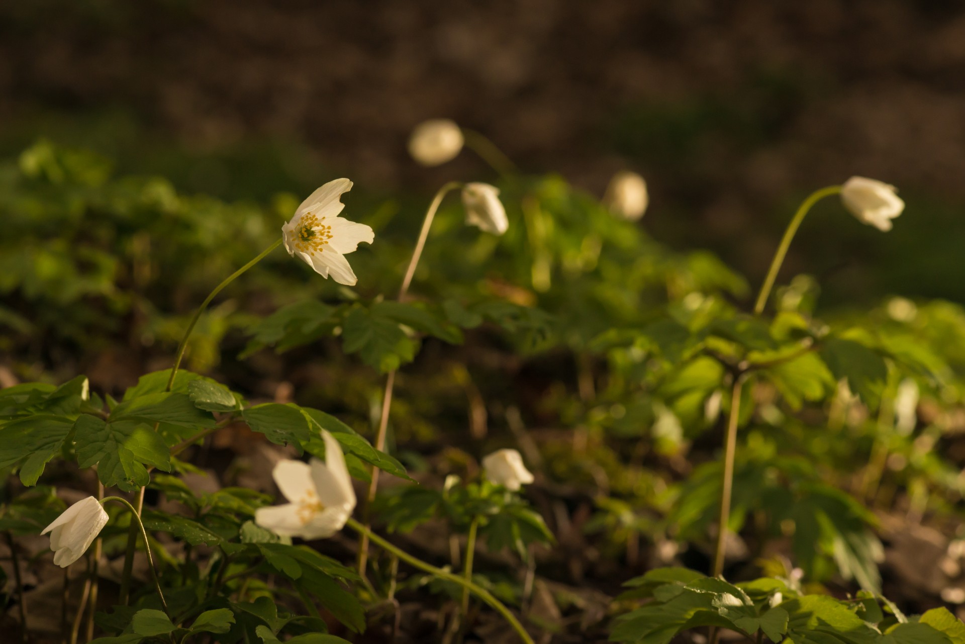 anemone flower white free photo