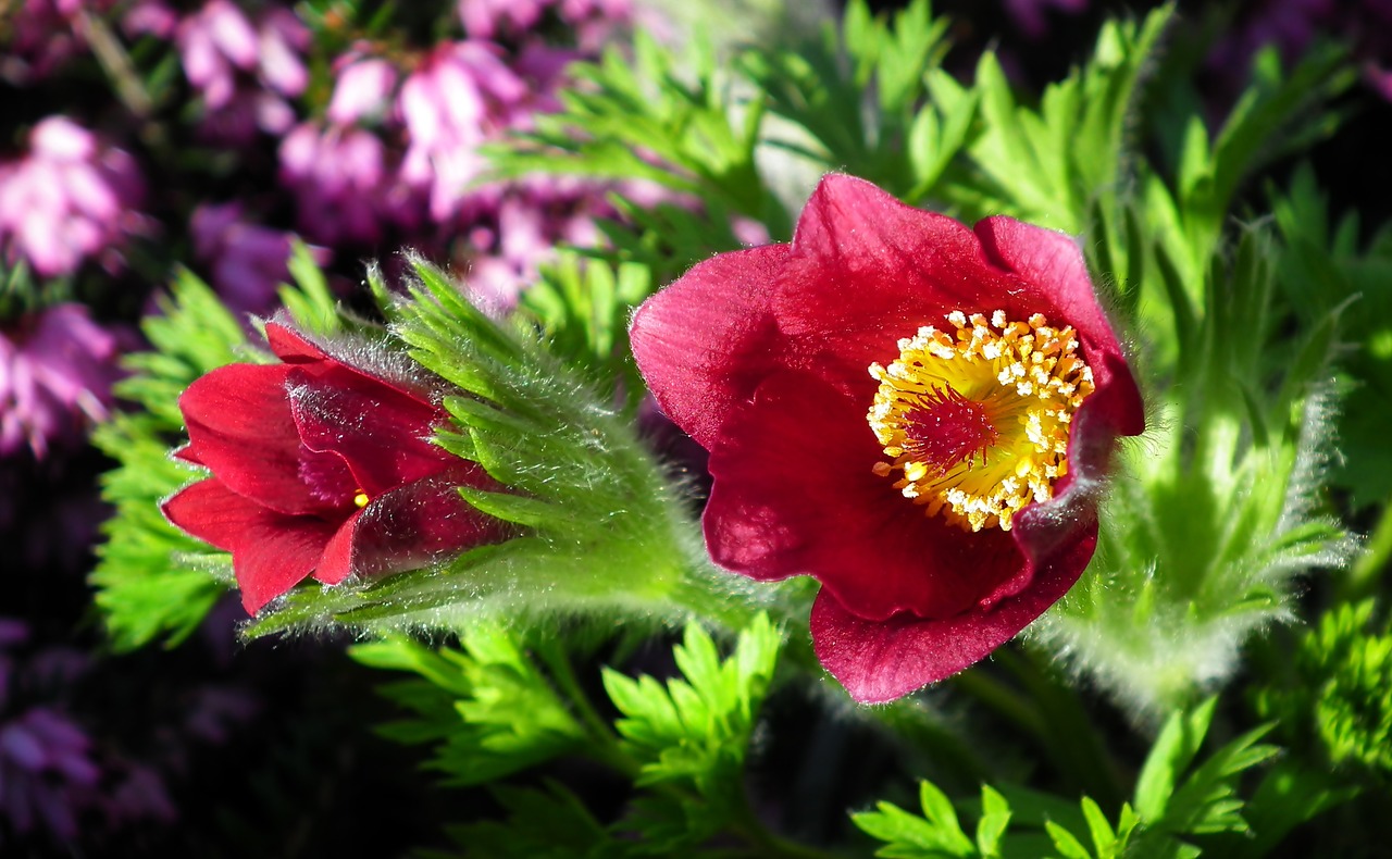 sasanki  flowers  spring free photo