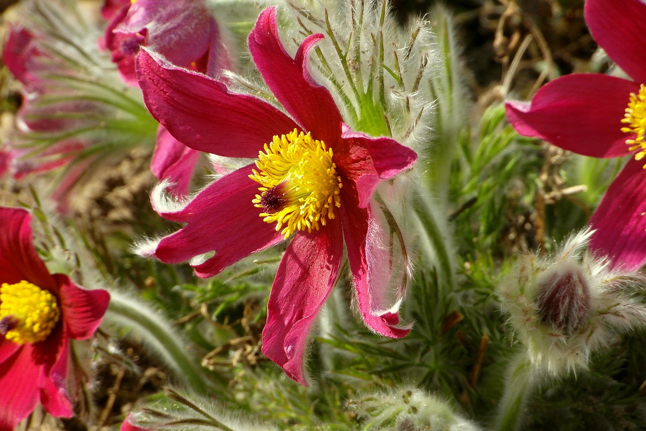 sasanki  flowers  garden free photo