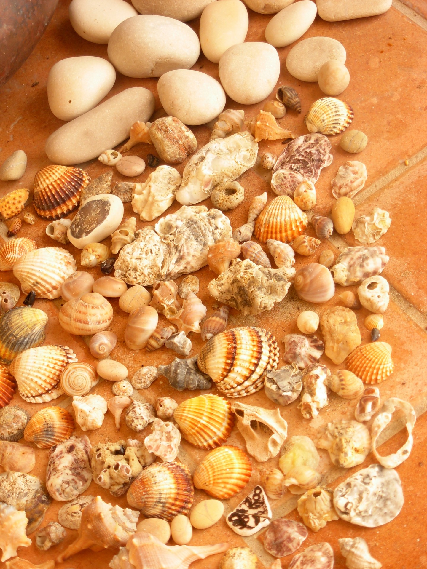 stones shells sea free photo