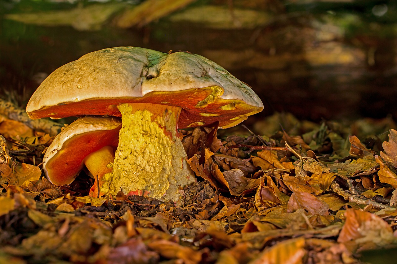 satan boletus  toadstool  mushroom free photo