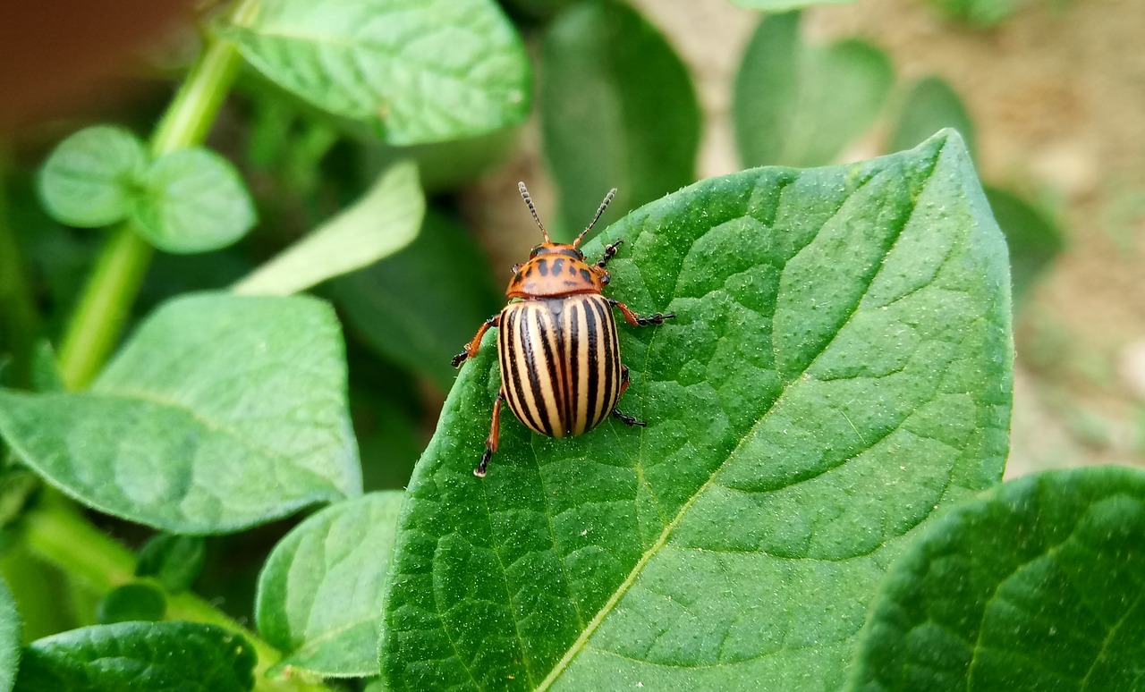 satellite potato  insect  beetle free photo