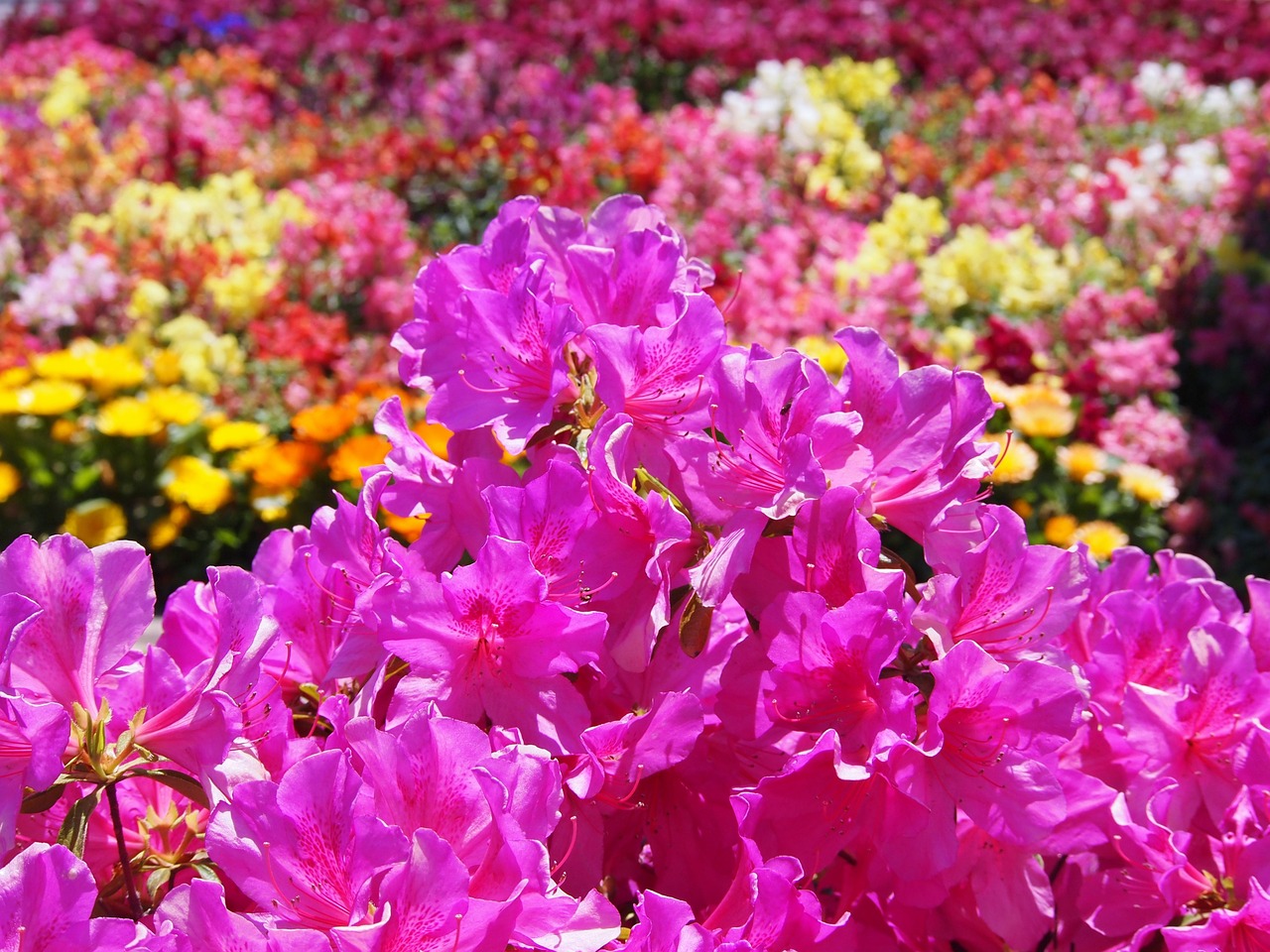 satsuki flowers pink free photo
