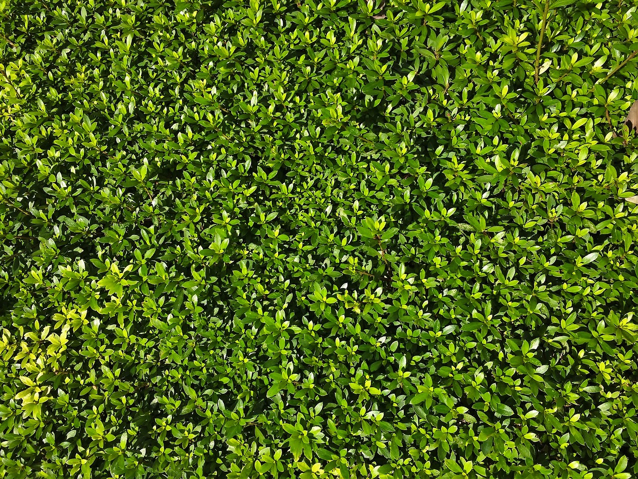 satsuki grass leaf free photo