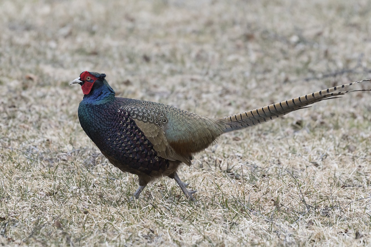 saturated color pheasant spring the male bird free photo