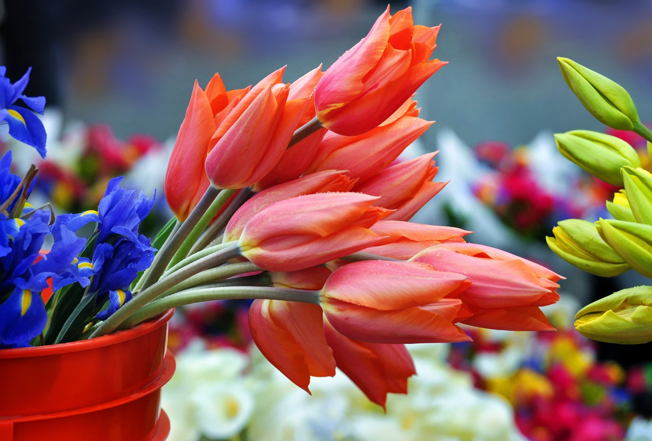 saturday market tulips flowers free photo