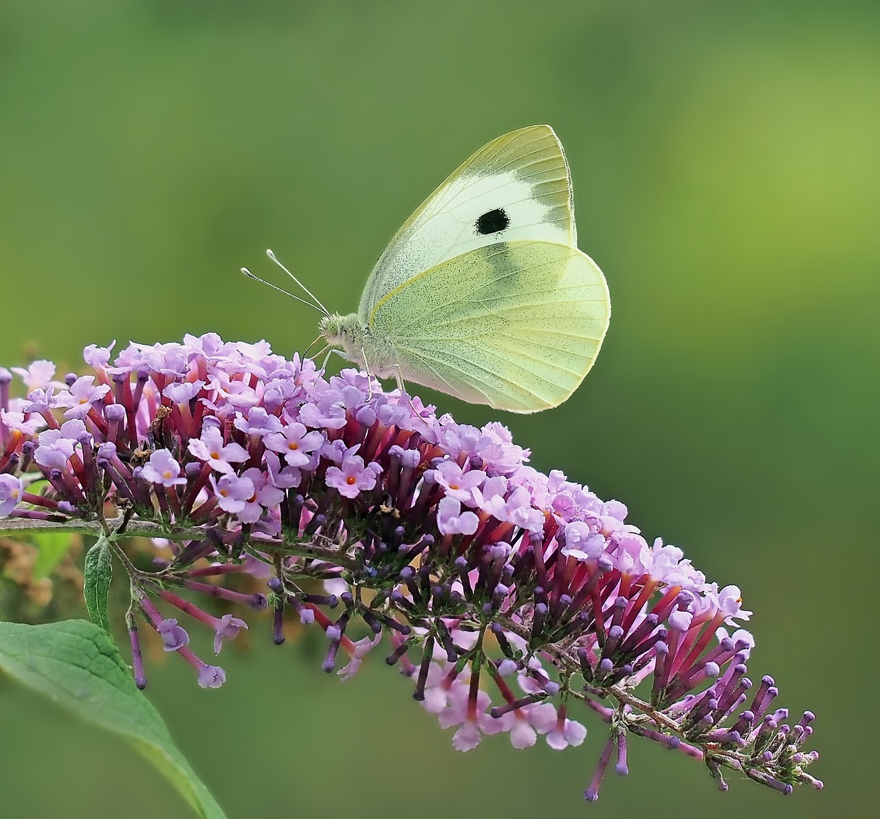 insect nature live free photo